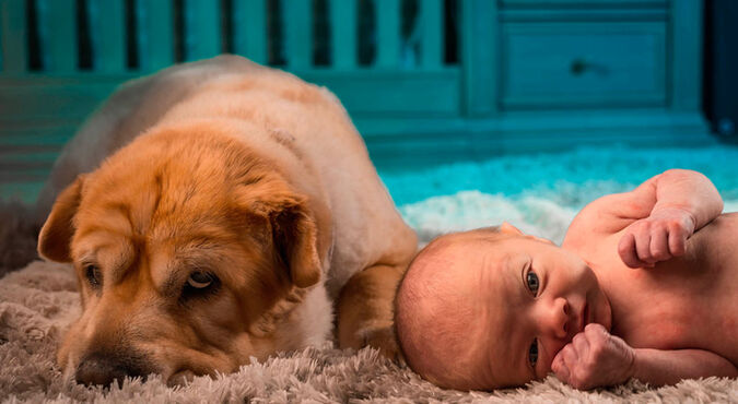 Cómo tener mascota y bebé al tiempo